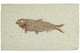 Detailed Fossil Fish (Knightia) - Wyoming #227450-1